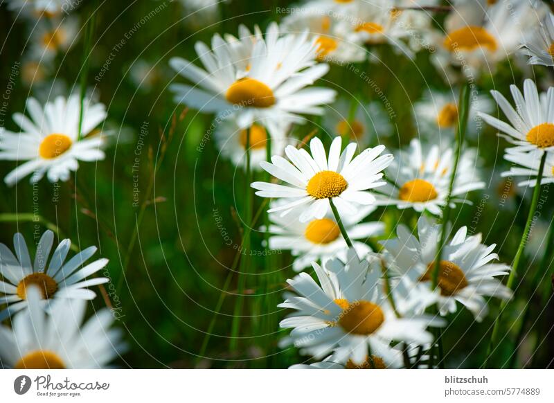 beautiful large daisies Marguerite Flower Yellow Blossom Plant Blossoming Summer Nature Meadow Spring Garden Flower meadow flowers Shallow depth of field