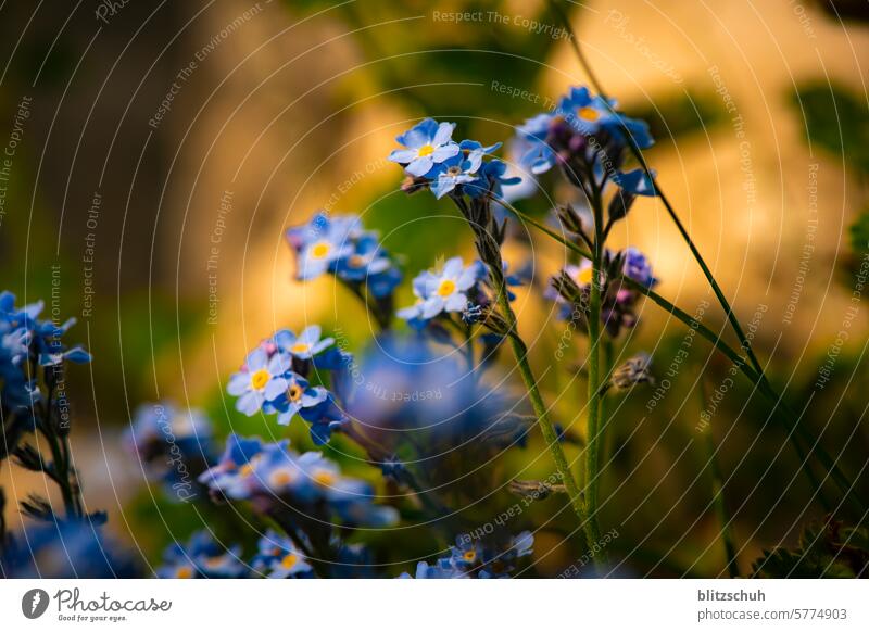 Forget-me-not in full bloom Spring Blossom Flower Plant Colour photo Blossoming Summer Nature Garden Shallow depth of field Meadow Close-up blurriness Delicate