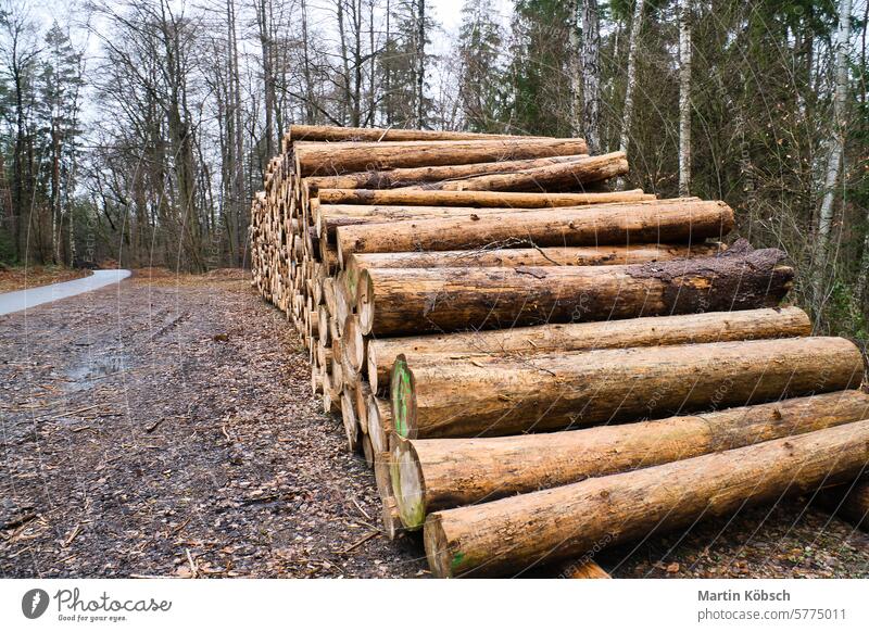 Stacked tree trunks by the side of the road in the forest. Tree material log stacked wood cut storage peeled renewable sawmill annual ring natural product