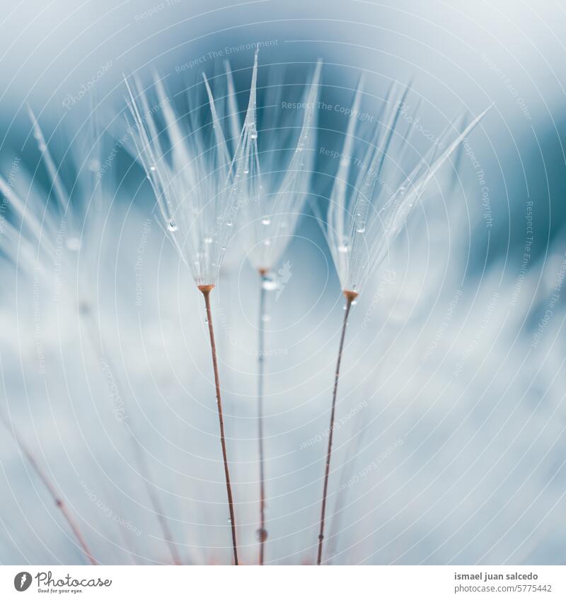 Beautiful dandelion flower seed in springtime, blue background plant white floral garden nature natural beautiful decorative decoration abstract textured soft