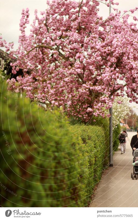 view of a pedestrian path next to a road and along a green hedge. a magnificent cherry blossom tree in bloom and a pedestrian with a backpack and a woman pushing a baby carriage can be seen i