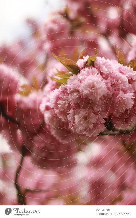 close-up of cherry blossoms. pink splendor Cherry tree Pink Spring Nature Cherry blossom Blossoming Spring fever Close-up Soft Beauty & Beauty Plant
