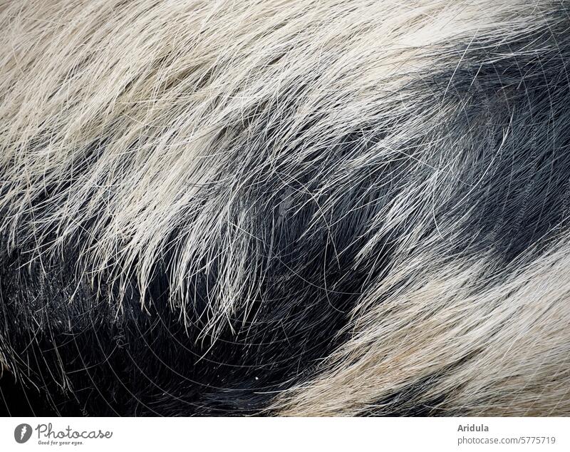 Bentheimer Landschein Bentheimer land pig Swine Animal Sow Bristles Speckled hair blotch Black White Mammal Farm animal