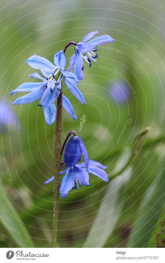 scilla blue star Flower Blossom Spring flowering plant Ornamental plant asparagus plant Szilla inflorescence Onion plant Worm's-eye view Close-up Nature Plant