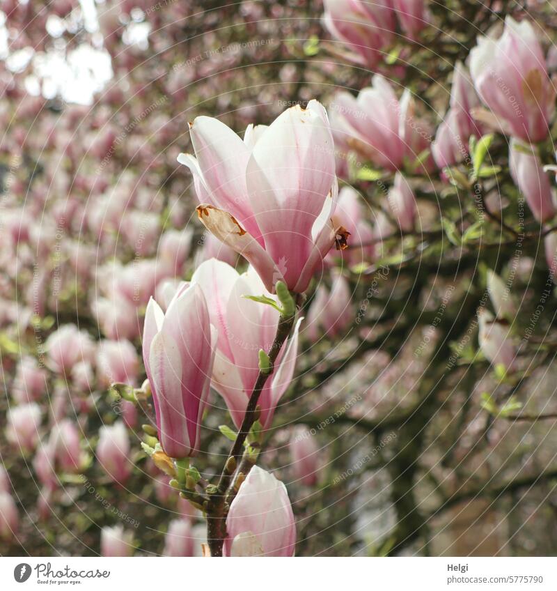 Spring flower dream in pink II magnolia Magnolia tree Magnolia blossom blossoming Blossom Pink wax Nature Blossoming Magnolia plants pretty naturally Growth