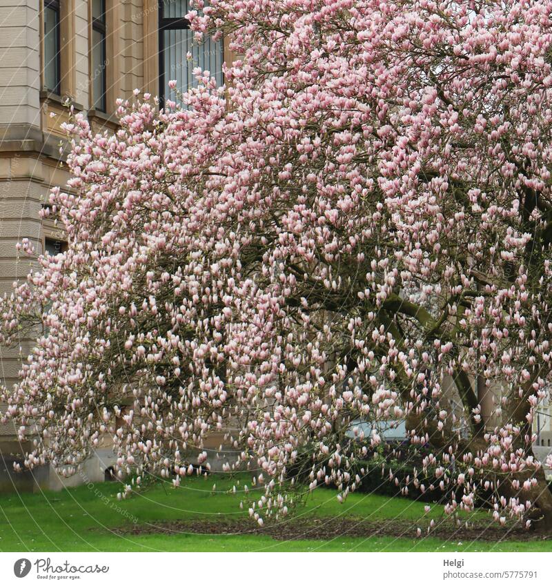Spring flower dream in pink magnolia Magnolia tree Magnolia blossom blossoming Blossom Pink House (Residential Structure) Building Lawn wax Nature Blossoming