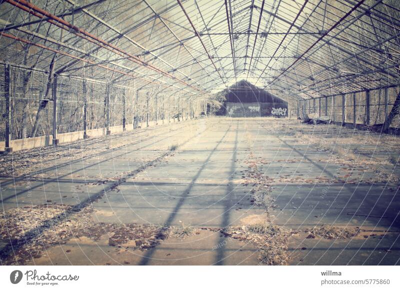 Disused empty large greenhouse Greenhouse Empty Decline Bleak Feral disused Greenhouse effect