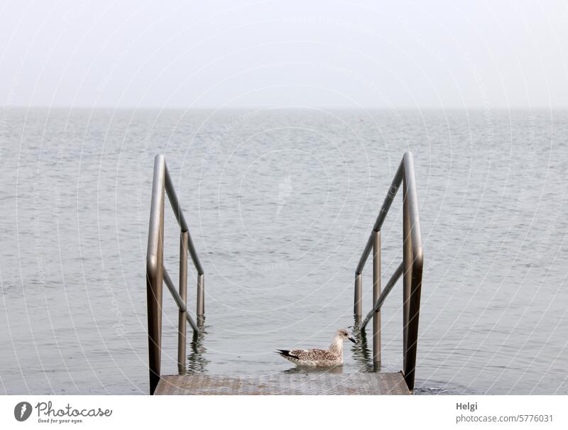 Entering the water with a seagull Water Ocean North Sea North Sea coast entry Stairs Banister Sky Horizon Seagull be afloat Bird Vacation & Travel Nature Animal