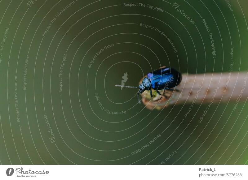 The picture shows a shiny metallic blue beetle on a thin branch against a blurred green background. Insect Plant Grand piano macro Green Animal Close-up