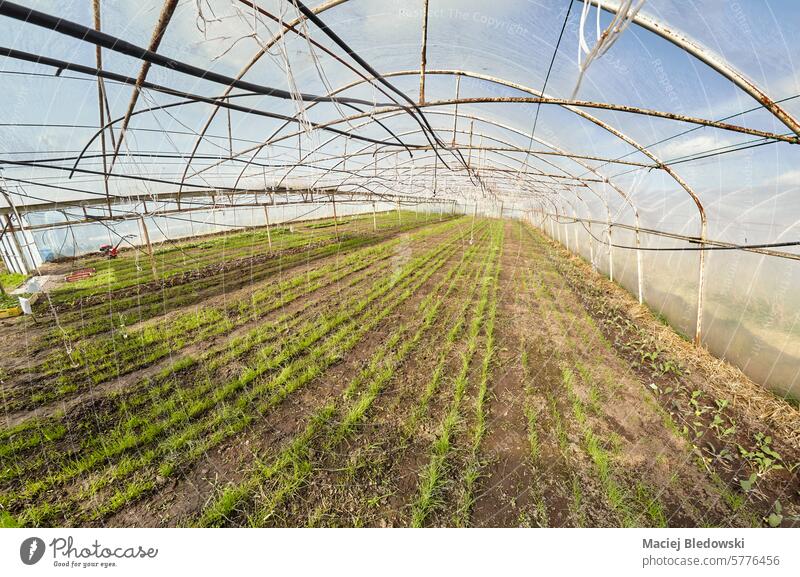 Wide angle view of organic vegetable greenhouse plantation. agriculture seedling natural soil farm growth food garden fresh cultivation healthy farming eco
