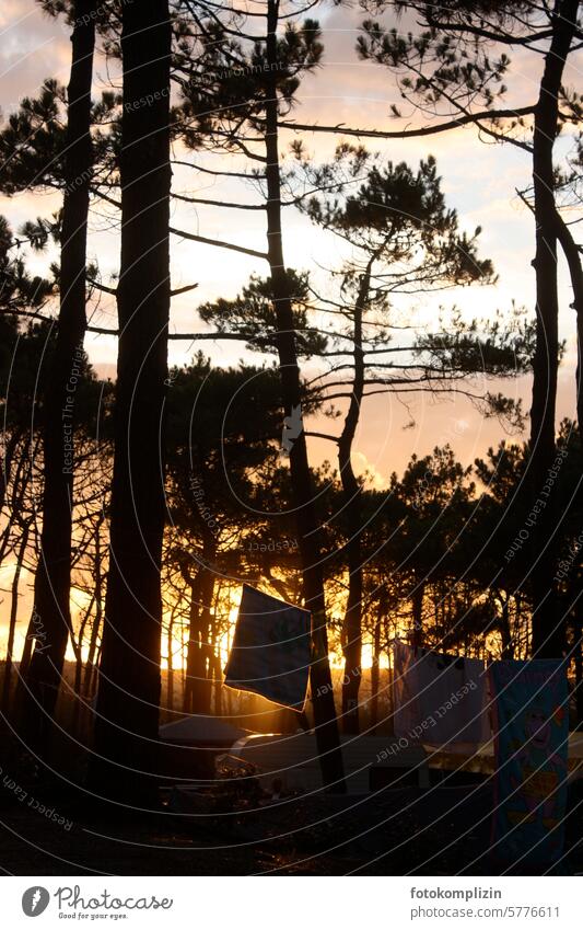 Washing line under pine trees at sunset pines clothesline Towel Sunset pine forest Camping Hang Summer Ventilate Washing day evening light Evening out Laundry