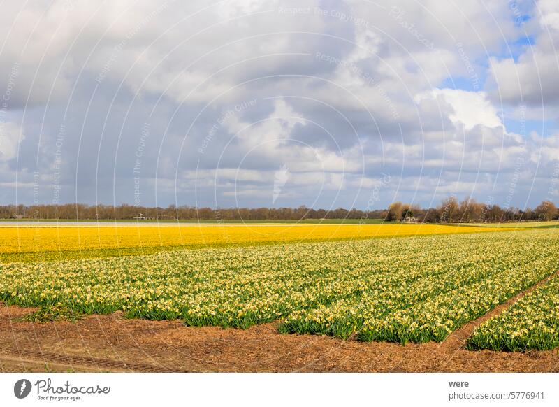 Bright yellow fields of daffodils in bloom near the Dutch city of Alkmaar in the Netherlands Blossoms Narcissus Spring blooming blossom copy space flower bulbs