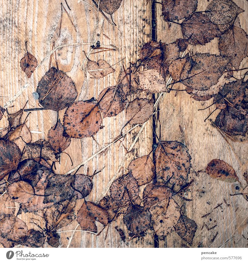 loose-leaf collection Nature Autumn Leaf Wood Esthetic Autumn leaves Wooden board Wood grain Transience Seasons Decoration Wet Brown Birch leaves Dank Paper