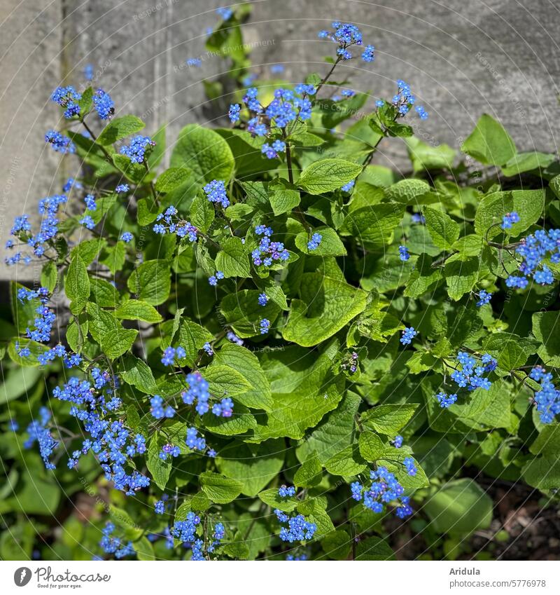 Blooming forget-me-not Forget-me-not Spring Sun Blue Flowers Small Stone Garden Bed (Horticulture) Plant pretty Sunlight