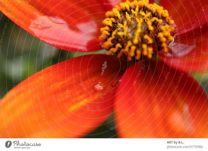 Picture blurred...that's because of the rain Flower Blossom Rainwater Wet Orange Yellow Nature detail