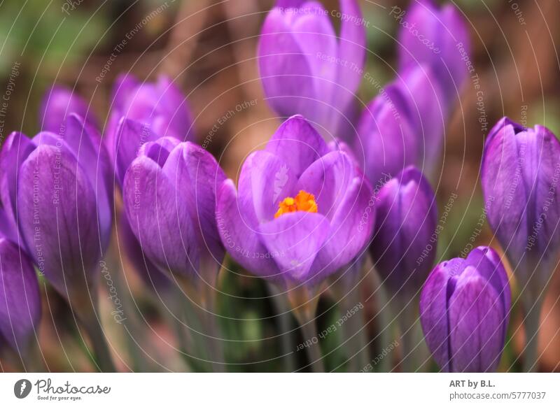 Detail from the crocus bed, one catches, the other FOLLOWS, just like in real life Spring Season purple Orange Garden Nature Spring flowering plant Flower