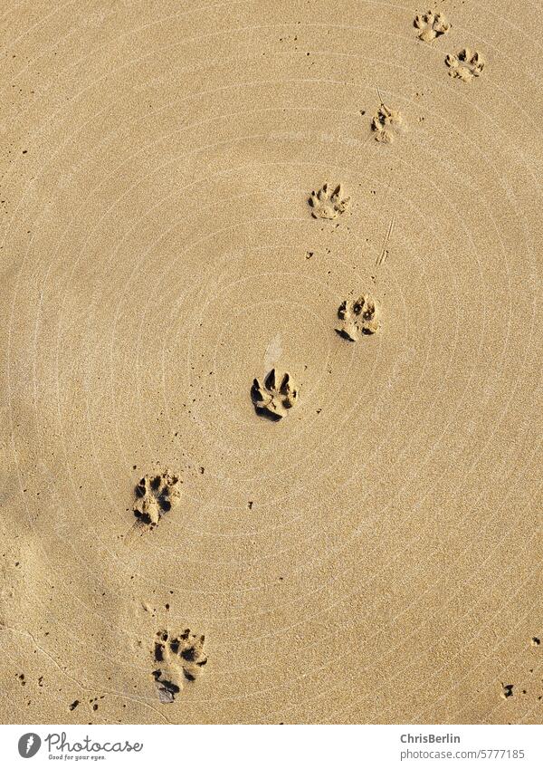 Dog paw prints on the beach dog paws Beach Paw prints Animal Pet Colour photo Exterior shot Deserted Sand Summer Walking Ocean Love of animals Vacation & Travel