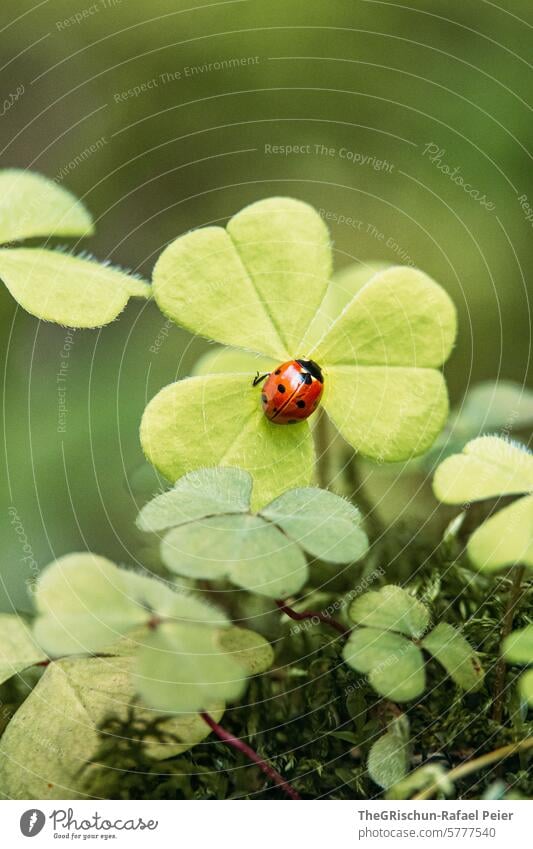 Ladybug sits on a shamrock everything is nice and green Green Red Ladybird Happy Good luck charm Beetle Nature Insect Colour photo Close-up