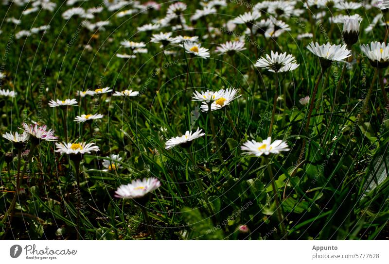 Countless daisies (Bellis perennis) bloom in a green meadow. Sometimes two of them come together. Daisy Made to measure Thousand Beautiful composite asteraceae