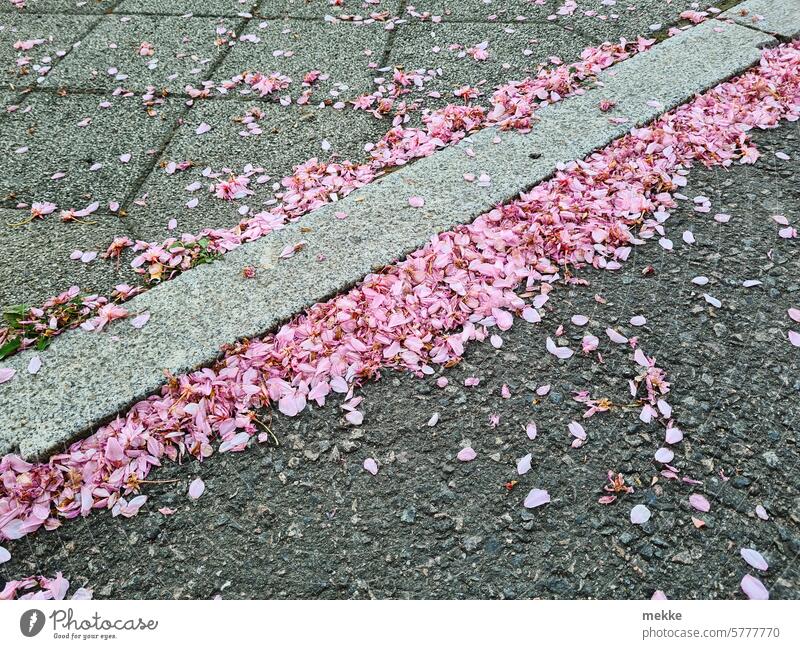 Natural sidewalk decoration blossoms leaves petals Spring delicate blossoms Faded heyday romantic Blossoming Street Footpath Delicate Lie Blown away Wind