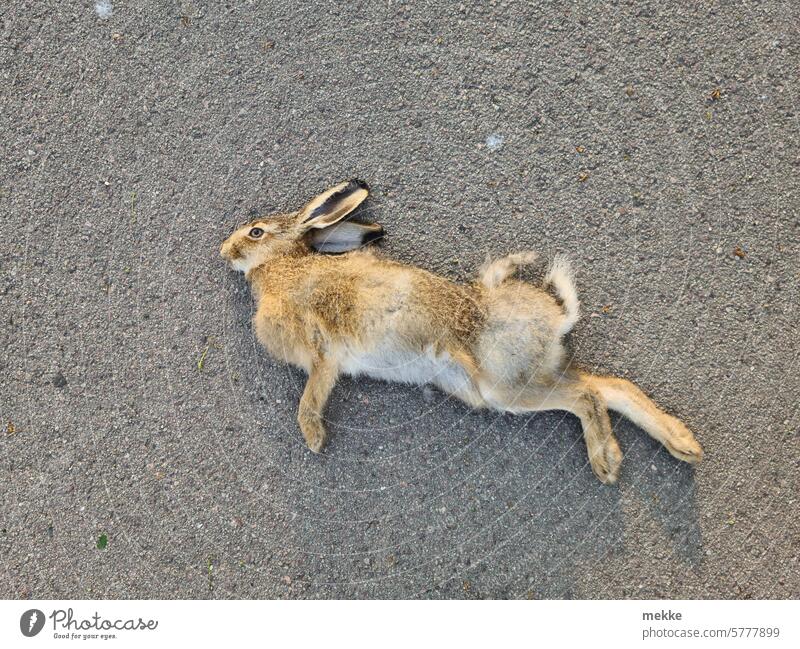 Stepping down with dignity and elegance rabbit Easter Bunny Wild Wild animal dead Asphalt Street Road traffic deceased perished Nature Dead animal Animal Grief