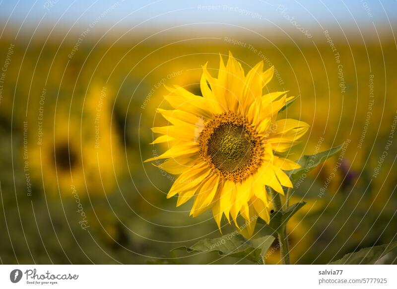* 1900 * | Sunflowers Sunflower field Summer Blossom Plant Blossoming Flower Field Yellow Nature Agricultural crop Colour photo Sunlight Beautiful weather