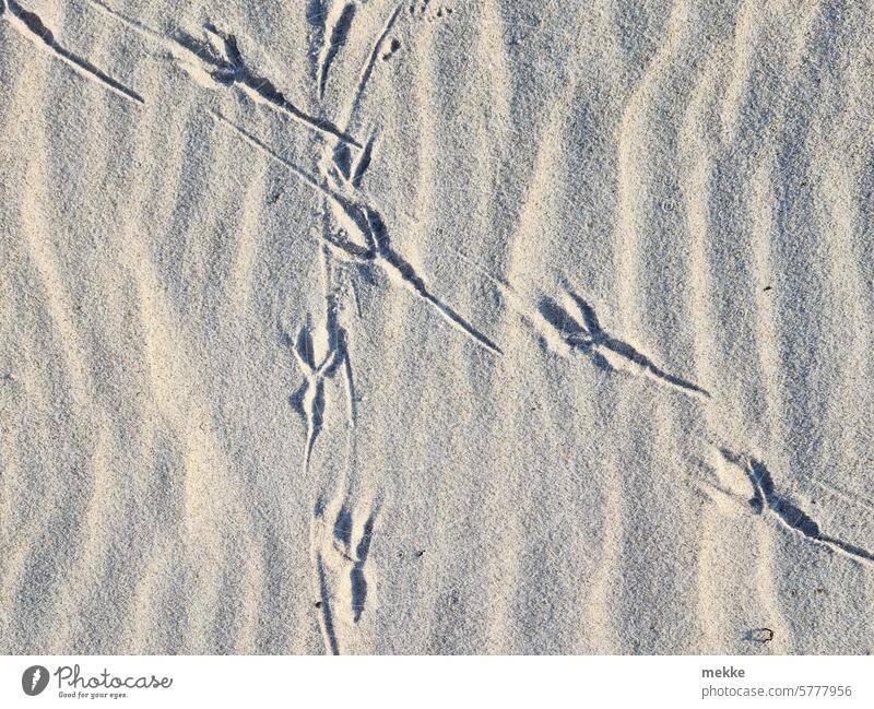 Animal hieroglyphics footprints Sand Tracks Footprint Beach Lanes & trails Barefoot Sandy beach Cross coast Summer Nature trace Imprint Summer vacation birds