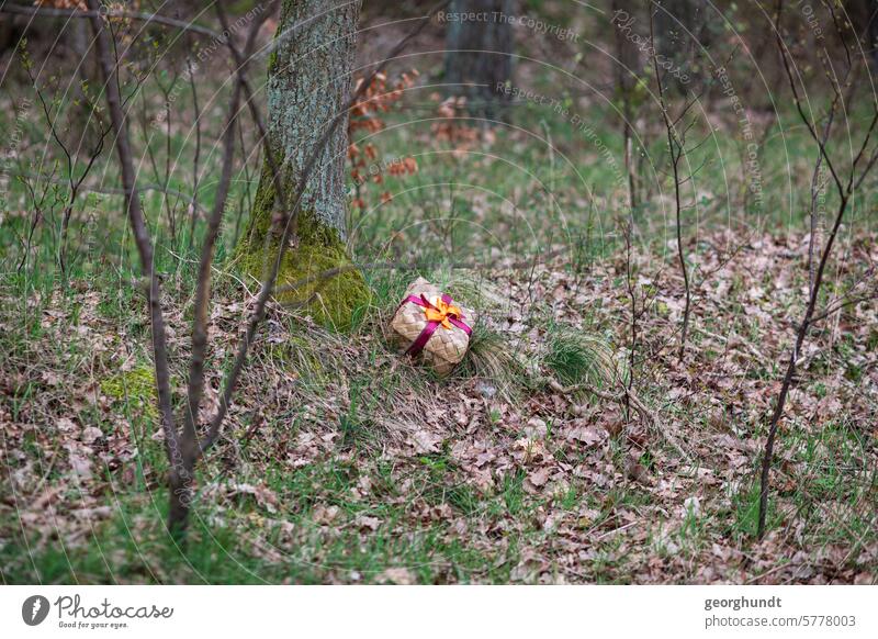 An Easter present with a bow lies behind a tree on a hill in the forest. The forest is bare, the leaves of last fall are lying around. Gift Easter Bunny Forest