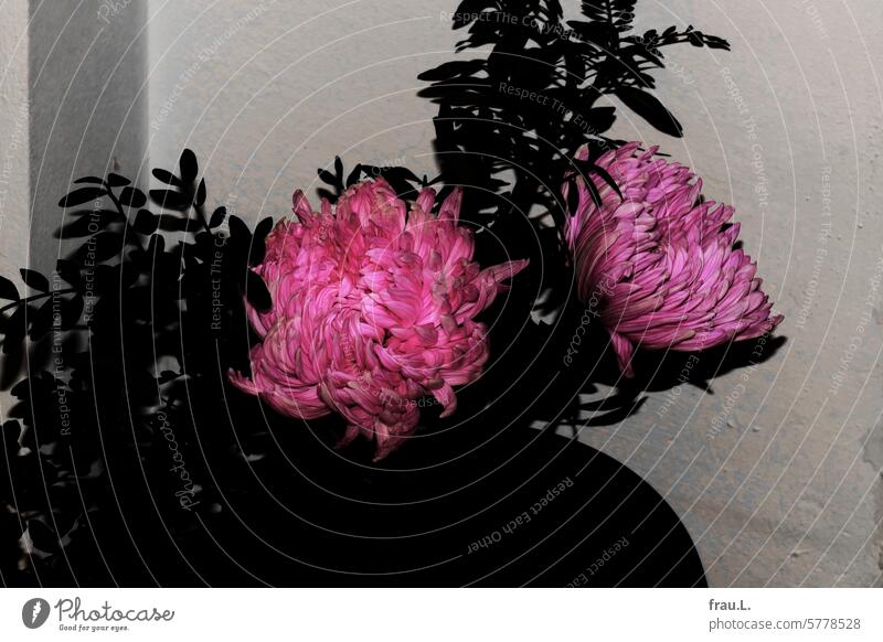 chrysanthemum Flower Plant Nature blossoms Bouquet pink Vase Blossom Wall (building) Chrysanthemum