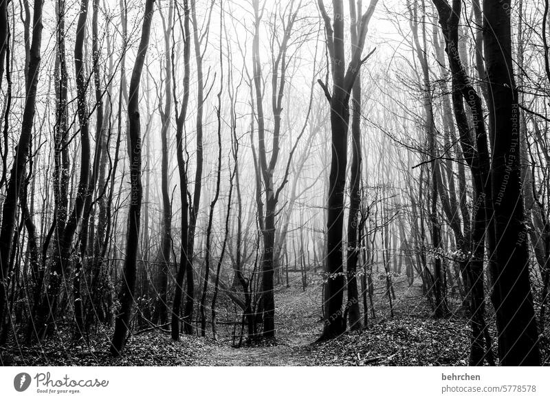 sadness Mysterious pretty Forest Bushes Tree Nature Plant Seasons silent Tree trunk Fog Shadow trees Dark Bright Sadness melancholy Black & white photo Grief