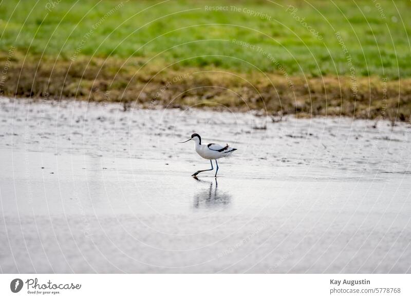 Avocet Recurvirostra avosetta Keitum salt marshes Wetlands Wadden Sea National Park Wingspan Mud flats black and white plumage bird world Water puddle