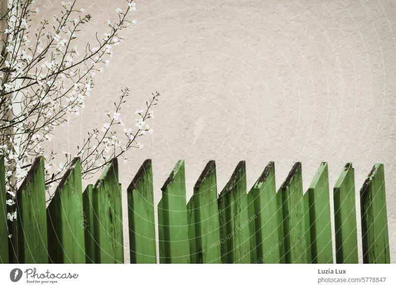 White flowers behind a green picket fence Retro Detail Old Subdued colour Facade Day Exterior shot Colour photo Wall (building) Homey Old fashioned