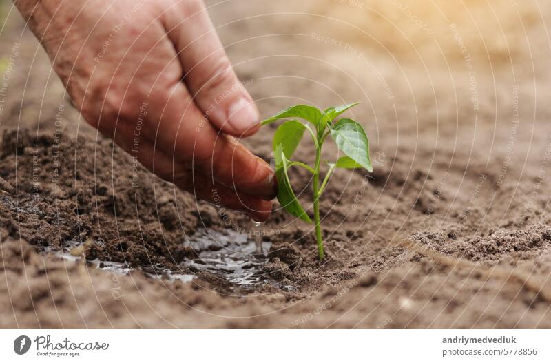 Agriculture. Senior farmer's hands with water are watering green sprout of peper. Young green seedling in soil. Water drops, new life of young sprout. Spring gardening. Sprouted seed in fertile soil