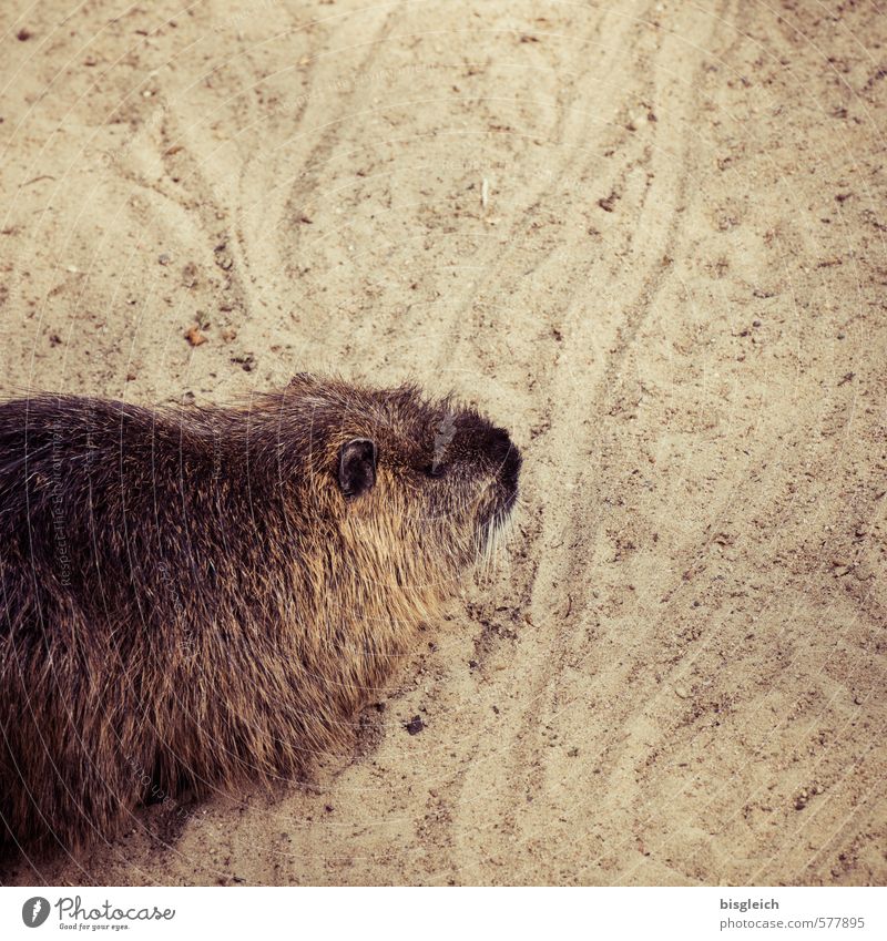 nutria Zoo Animal Nutria 1 Sand Looking Cute Brown Colour photo Exterior shot Deserted Copy Space right Copy Space top Day Animal portrait