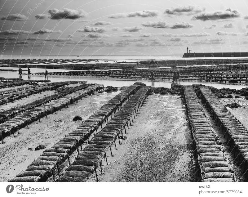 Dry docks Oyster farm coast Oyster beds uncovered drained Tide Workplace tide-dependent Low tide Fishery aquaculture Seafood Black & white photo Baie de Seine