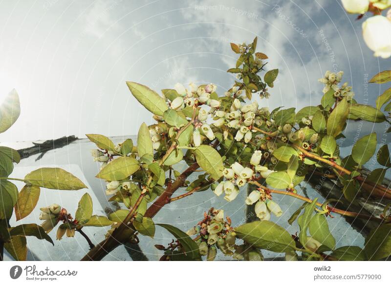 Blueberry blossoms Blueberry plant Blossoming Spring Nature Delicate naturally Plant Colour photo Exterior shot Glass wall Greenhouse Close-up view from below