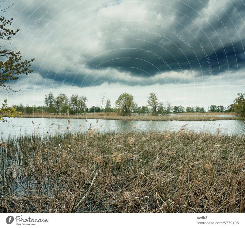 Thick clouds Landscape Nature Environment Water Clouds Bushes Tree Sadness Fishery Hope Colour photo Subdued colour Exterior shot Wait Pond Lakeside Bad weather