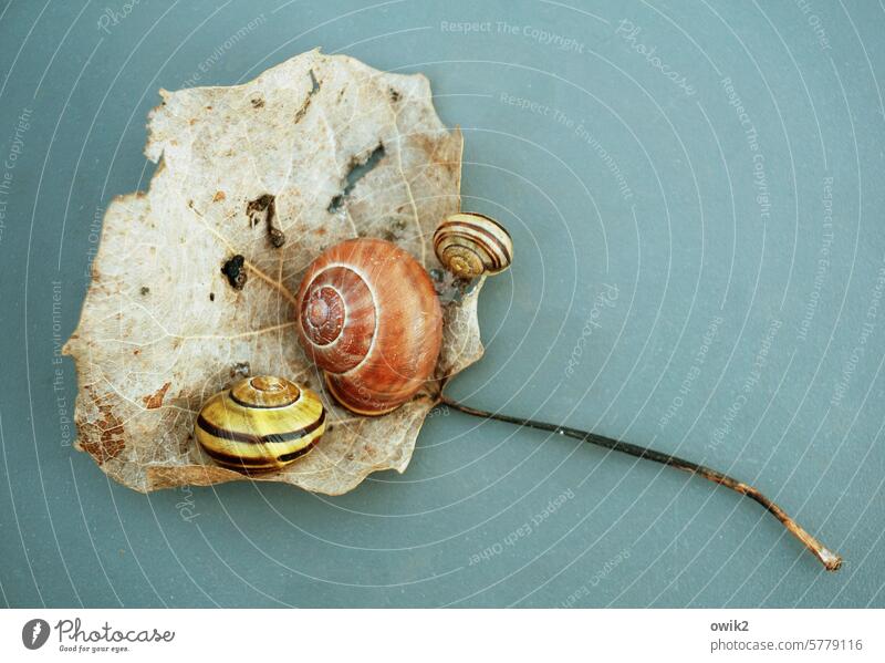 Communal loo snails three togetherness Leaf snail shells Dry Spirals Calm Snail shit bequest Neutral Background Copy Space Colour photo Nature Exterior shot