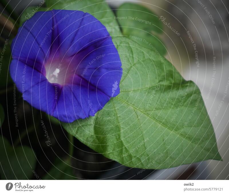 Blue Hardy Flowering plant Common morning glory Ipomaea Tricolor Nature Close-up Exterior shot Balcony floral daylight Plant Sweet pea Blossom leave Vine plant