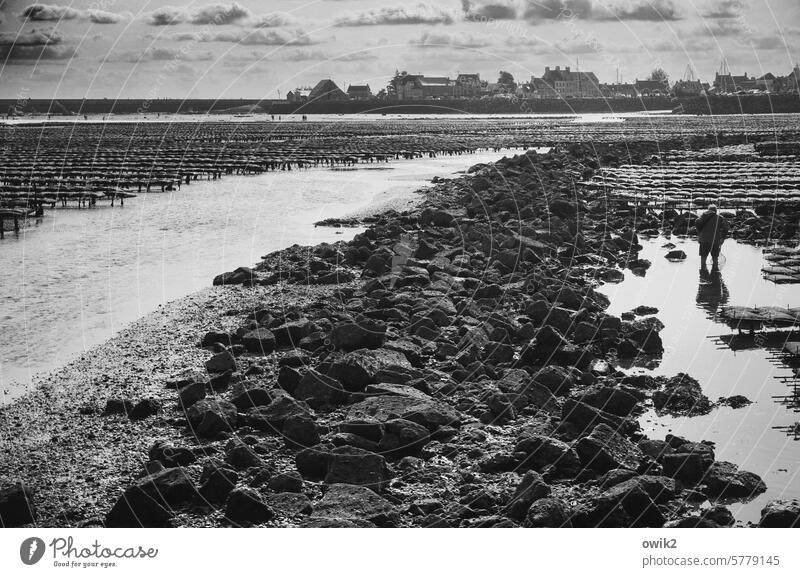 Underground workers aquaculture Oyster beds Oyster farm uncovered Tide coast ebb and flow Low tide Horizon Exterior shot Nature seabed Slick Intertidal zone Mud