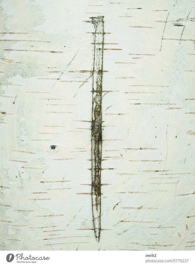 Thin-skinned Birch tree Tree Tree bark Birch bark White Bright Detail Structures and shapes Exterior shot Colour photo Subdued colour Calm Patient naturally