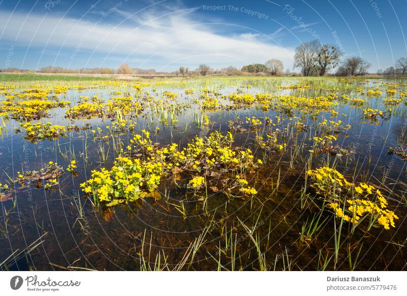 Yellow marsh-marigold growing in a wet meadow, March view flower kingcup water yellow wetland swamp wildflower nature pond blossom plant springtime outdoor