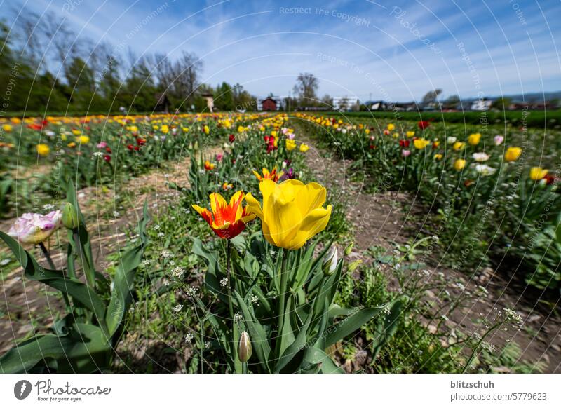 tulip field tulips Spring flowers Blossom Flower Tulip Tulip blossom Bouquet Blossoming Green Plant Spring fever Tulip field Decoration Tulip time Nature