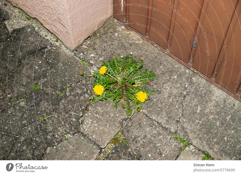 Dandelion growing in front of a garage on paved ground Paving stone resilience Growth Adaptability strength Assertiveness Plant Force defenses assert oneself