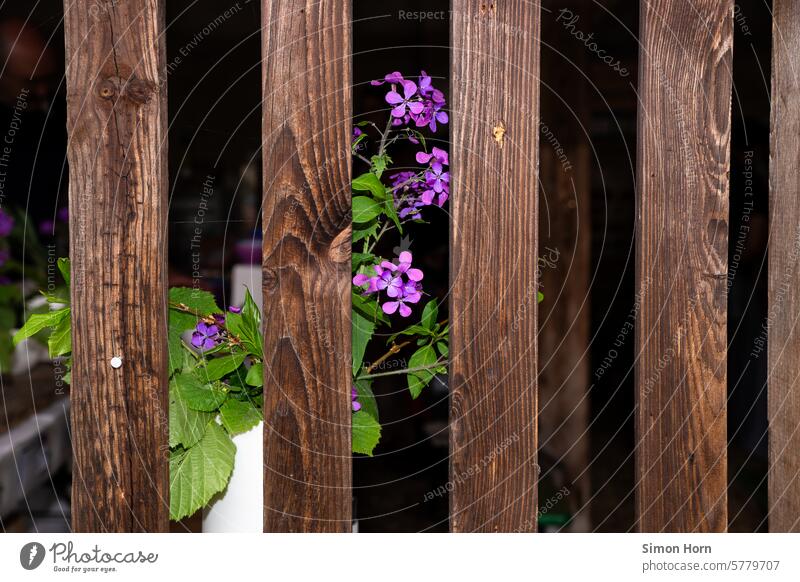 Plant with purple flowers behind a row of wooden slats blossom Violet Blossom Wooden boards Row Side by side ornament naturally Garden Blossoming Captured