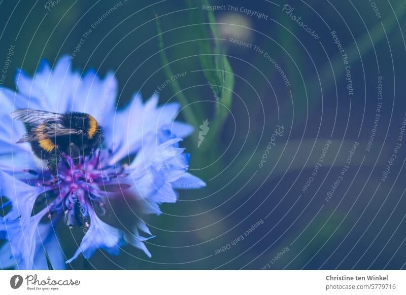 hum, hum, hum |sound painting Bumble bee Cornflower Bombus terrestris bumblebee Pollen Nature Animal Insect Blossom gather pollen Grand piano Nectar Summer