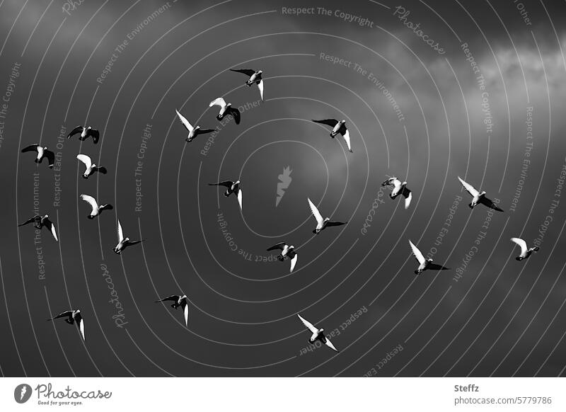 Doves circle in the dark sky pigeons pigeon flight birds Flock of birds Flight of the birds Pigeon birds Grand piano Go up Tall Flying height Birds fly