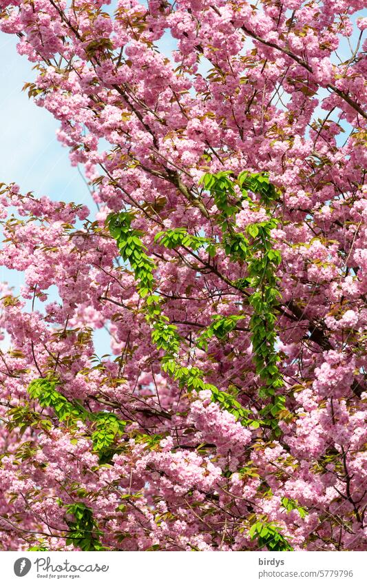 pink flowering cherry with green foliage Pink Japanese cherry Cherry blossom Blossoming pink cherry blossoms Spring colour contrast Green pretty natural beauty