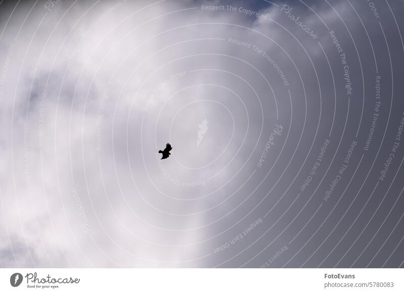 Silhouette of a bird flying in the cloudy sky Copy Space silhouette Backdrop nature Natural Weather background day animal