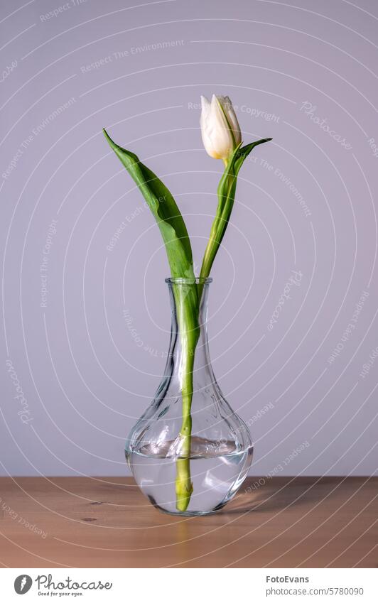 A tulip in a glass vase wood Copy Space gift water leaf table background still life plant Backdrop Valentine's Day wedding green concept flower white